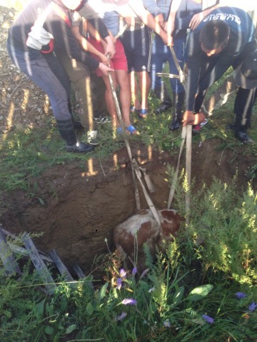 В Могойтуе корова упала в трёхметровую яму, её вытаскивали ремнями