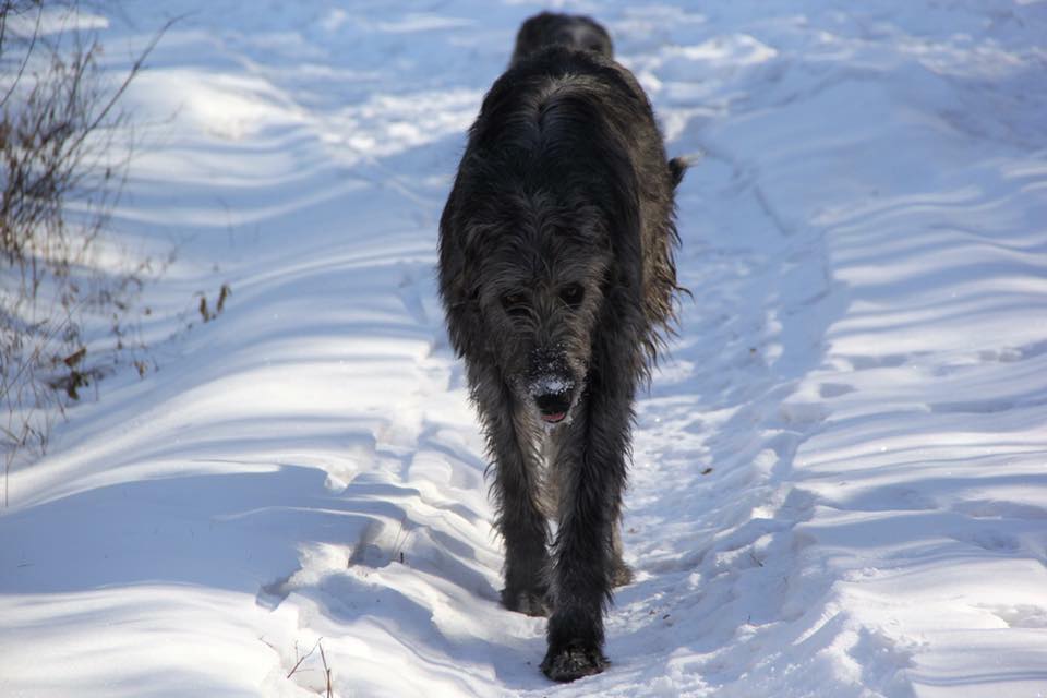 Четвероногая гордость Забайкалья