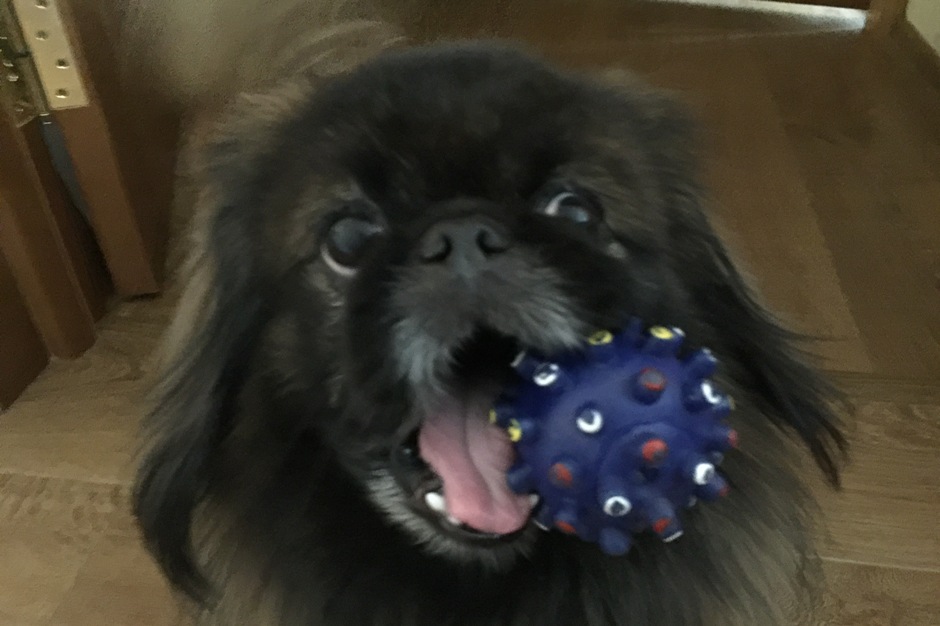 У власти на поводке