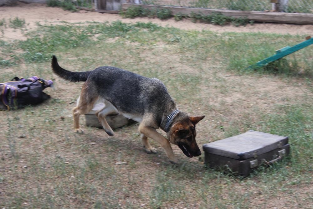 Собаки против зэков