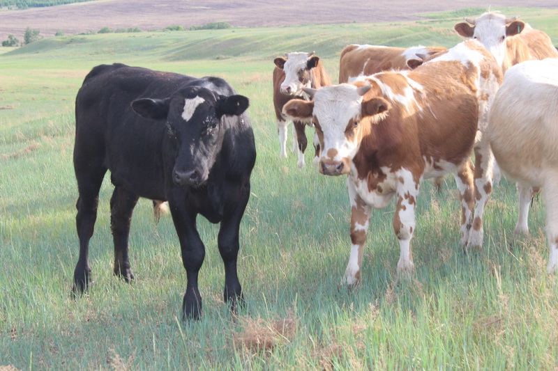 Мраморной говядиной будут кормить осужденных в колониях Забайкалья