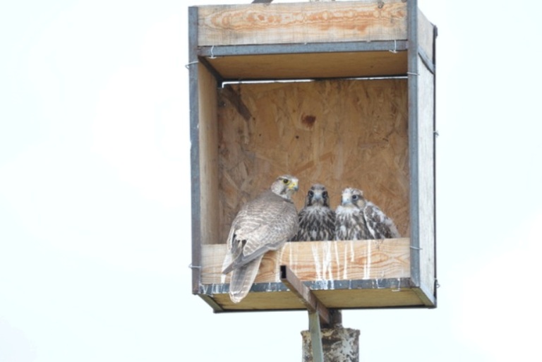 «Квартиры» делают для редких хищных птиц в Даурском заповеднике