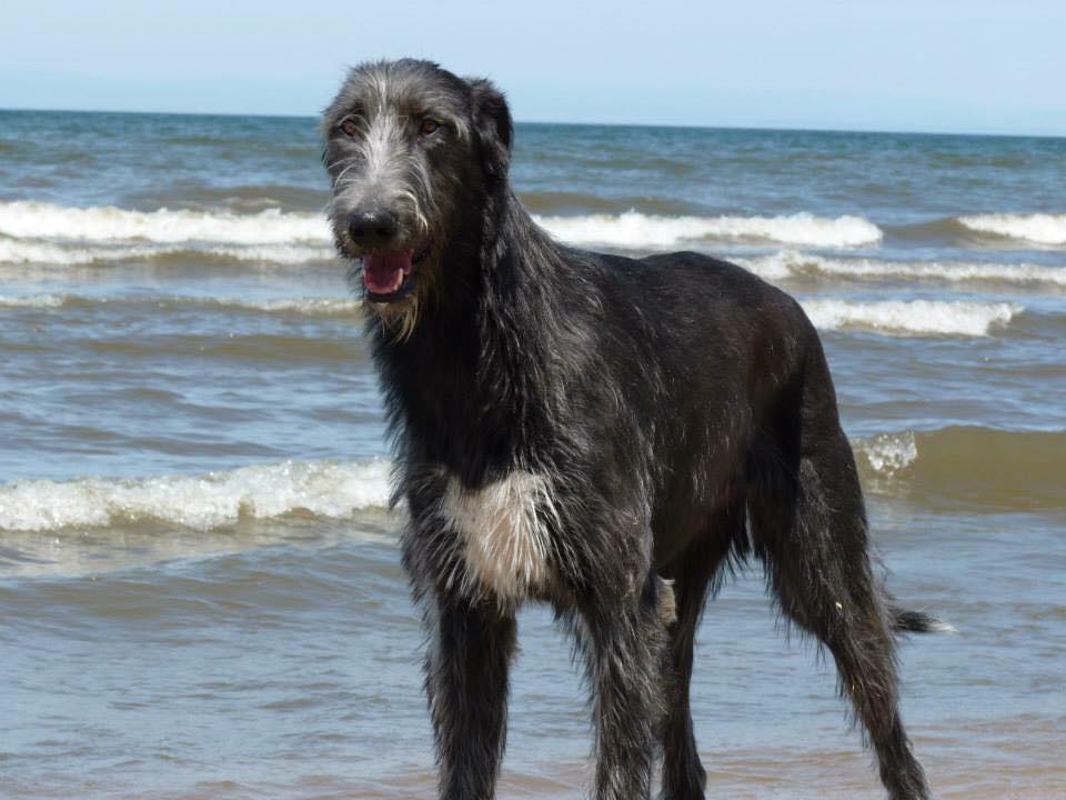 Четвероногая гордость Забайкалья