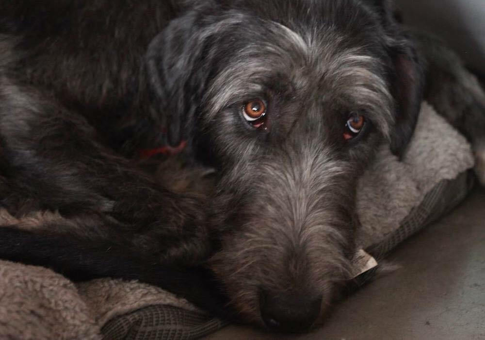 Четвероногая гордость Забайкалья