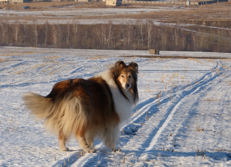 Четвероногая гордость Забайкалья
