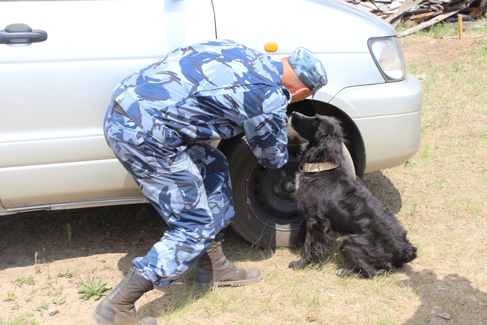 Собаки против зэков