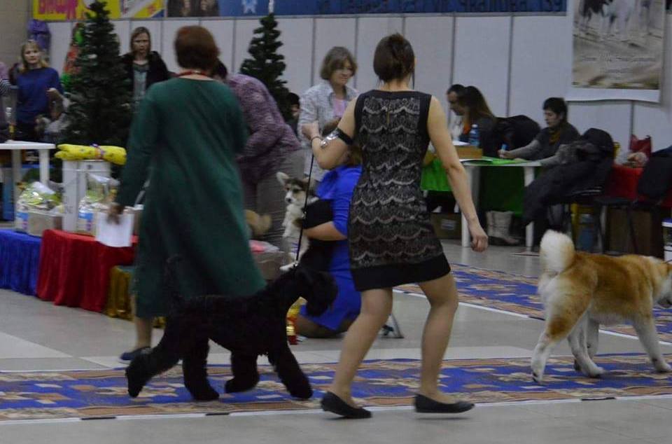 Четвероногая гордость Забайкалья