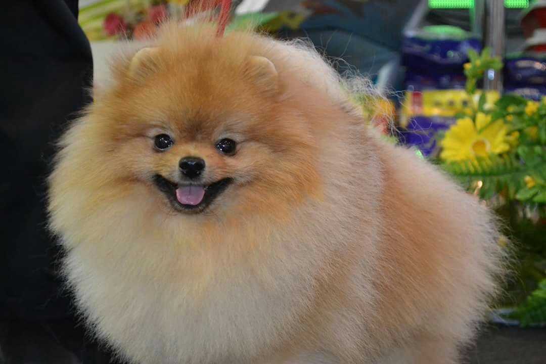 Четвероногая гордость Забайкалья