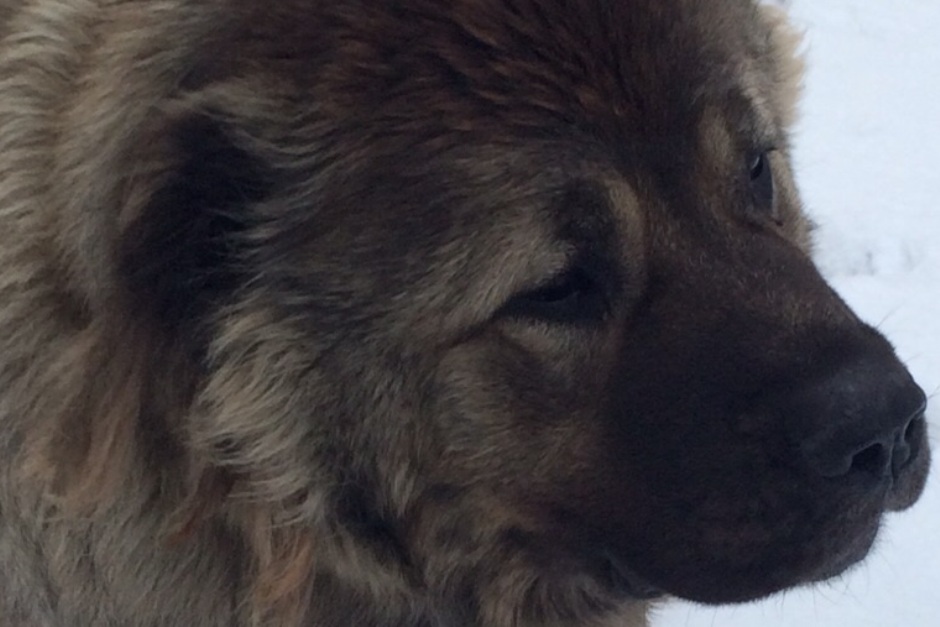 У власти на поводке