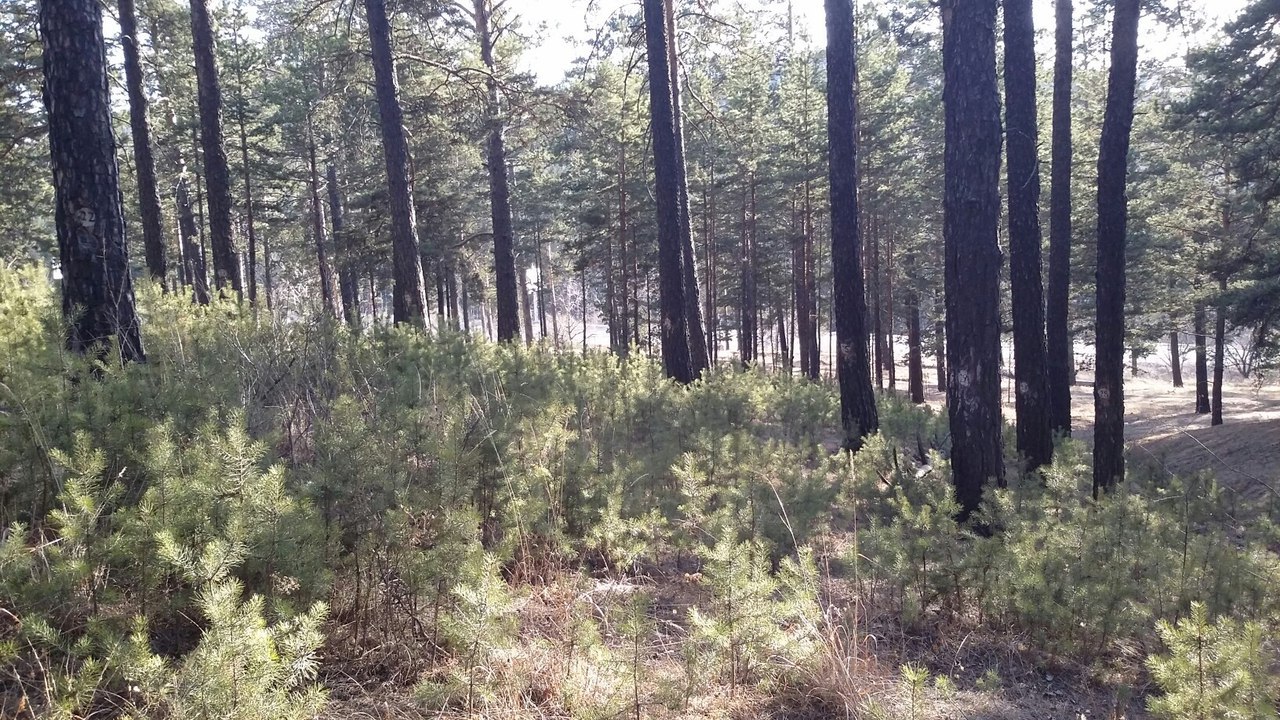 Жители Соснового бора обеспокоены появлением цифр на деревьях в лесу