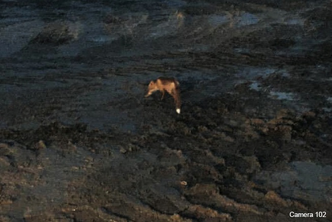 Рыжая гостья: на территорию Быстринского ГОК прокралась молодая лисица