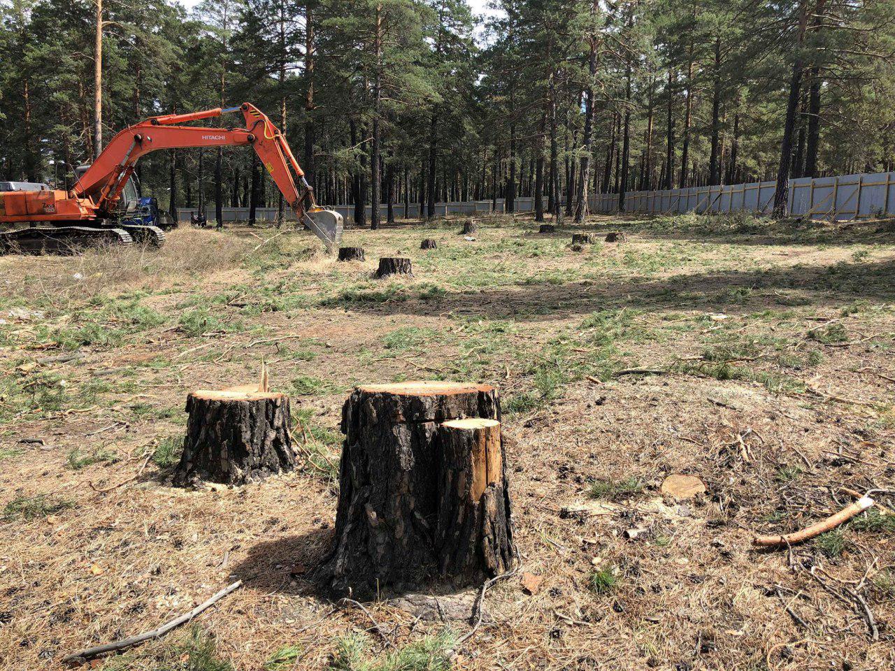 Лес спиливают для строительства лаборатории в Чите