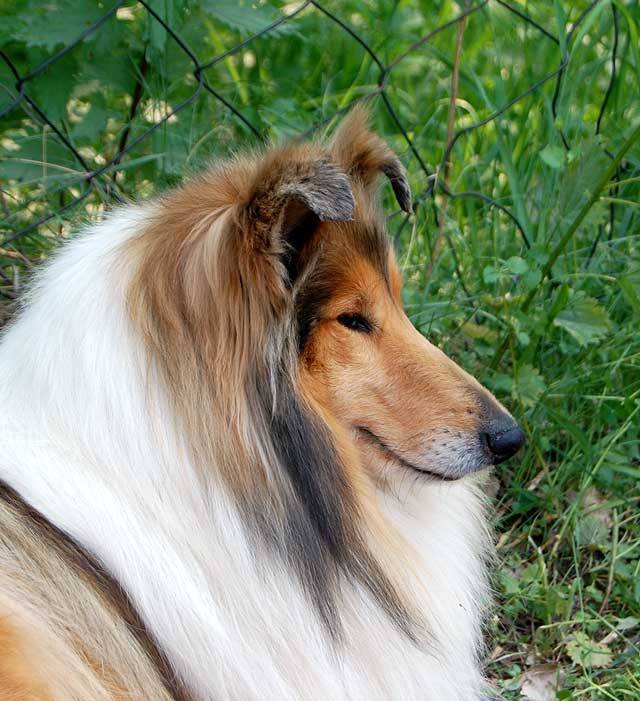 Четвероногая гордость Забайкалья