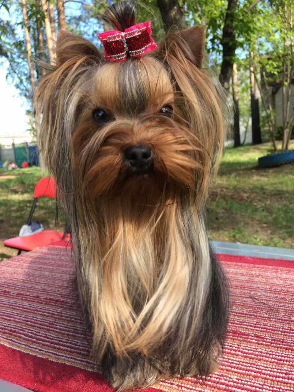 Четвероногая гордость Забайкалья