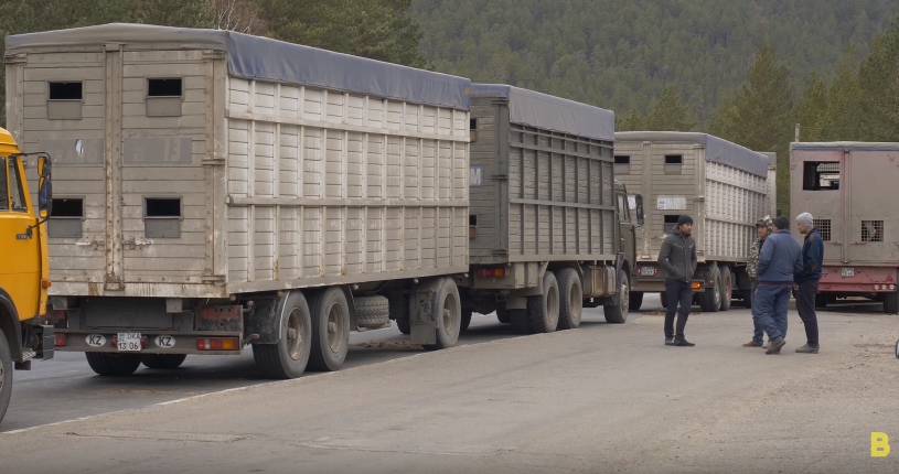 Задержанные фуры с лошадьми отправили на место отгрузки в Могойтуйский район