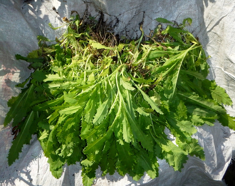 Забайкальцу за выращивание мака грозит до 8 лет лишения свободы