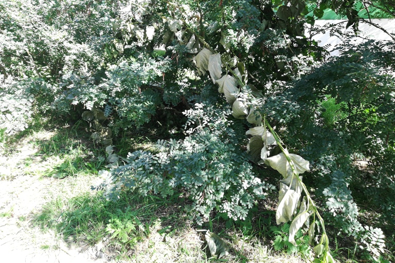 Верхушки деревьев спилили возле рекламной конструкции в центре Читы – очевидец