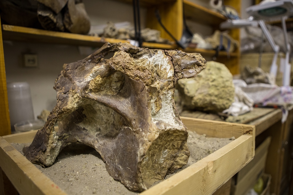 Новый род динозавров – собрата «забайкальского» ящера – назвали сибиротитаном