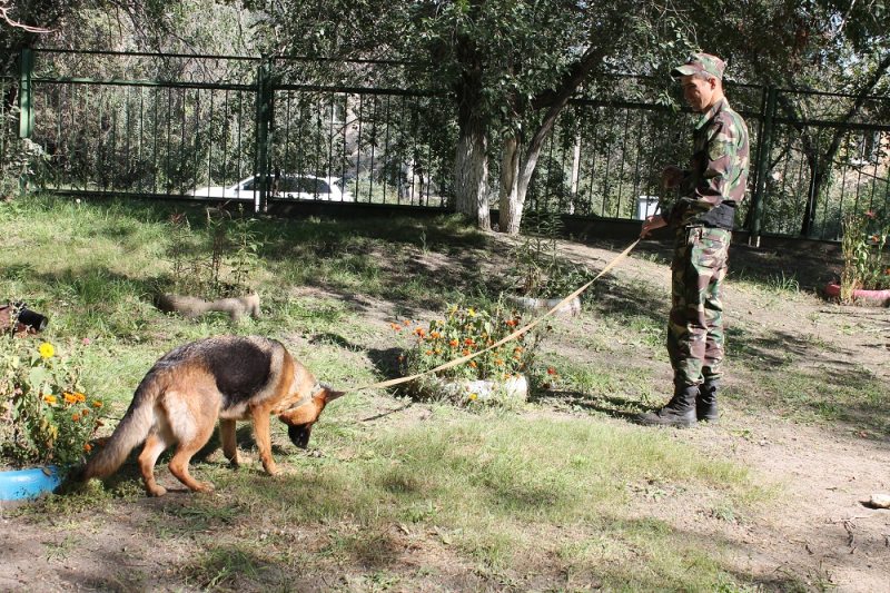 Полицейские с собаками проверили читинские школы на наличие опасных предметов