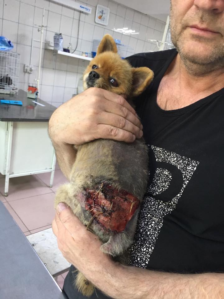 Читинка обратилась в полицию после нападения на ее собаку
