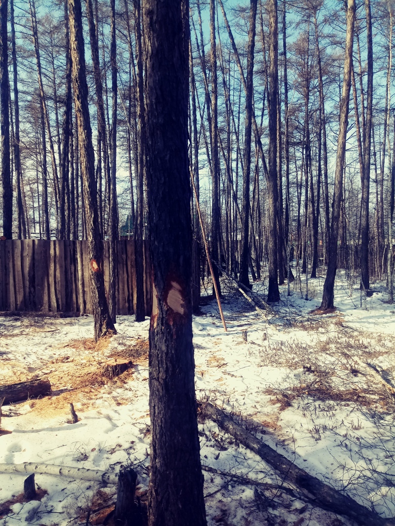 Дачники в Читинском районе обратились к Осипову, чтобы спасти лес от вырубки