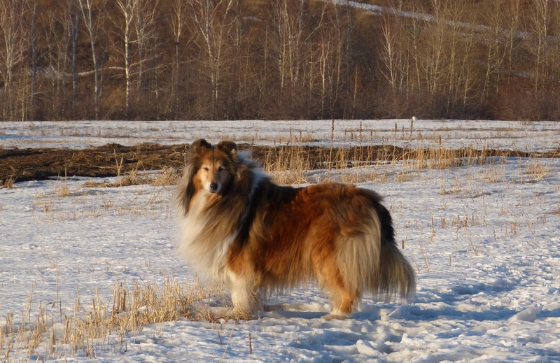 Четвероногая гордость Забайкалья