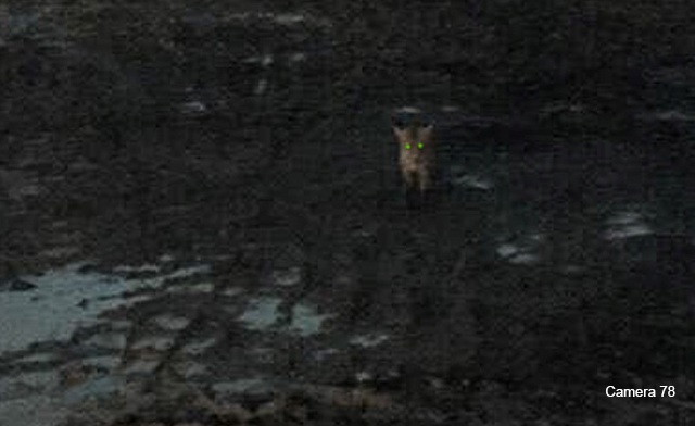 Рыжая гостья: на территорию Быстринского ГОК прокралась молодая лисица