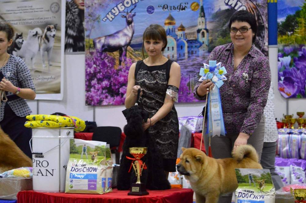 Четвероногая гордость Забайкалья