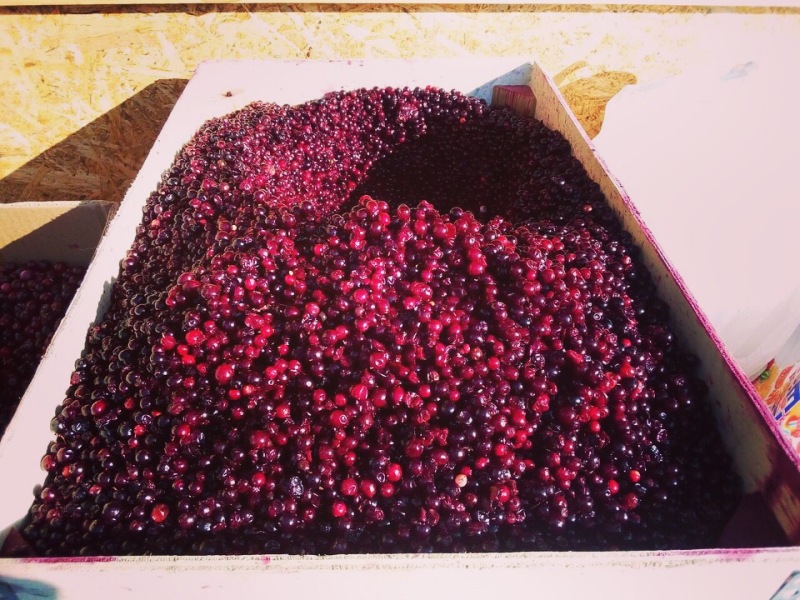 Cвежие и натуральные продукты смогут купить забайкальцы на ярмарке в «Подсолнухе»