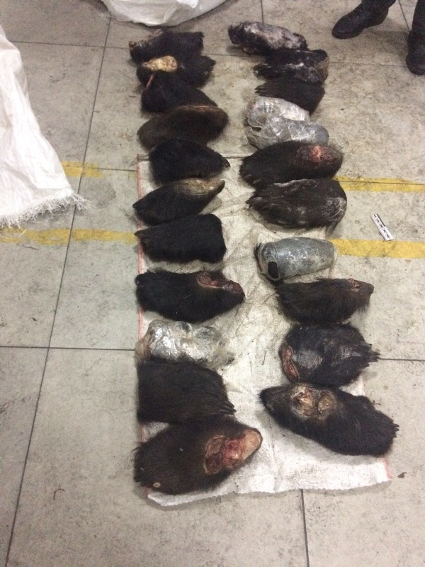 Более 460 лап медведя и 37 губ лося обнаружили в авто на трассе в Забайкалье