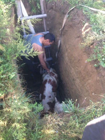 В Могойтуе корова упала в трёхметровую яму, её вытаскивали ремнями