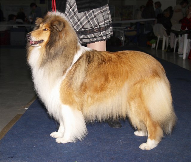 Четвероногая гордость Забайкалья