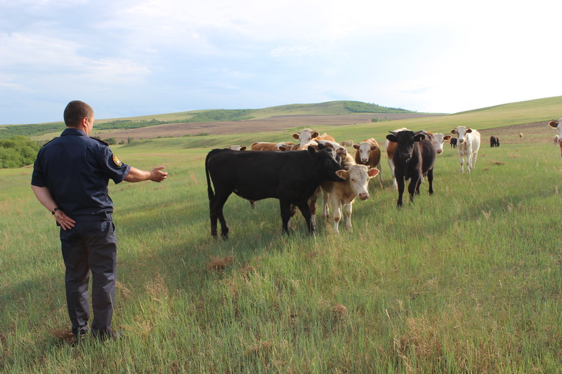 Мраморной говядиной будут кормить осужденных в колониях Забайкалья