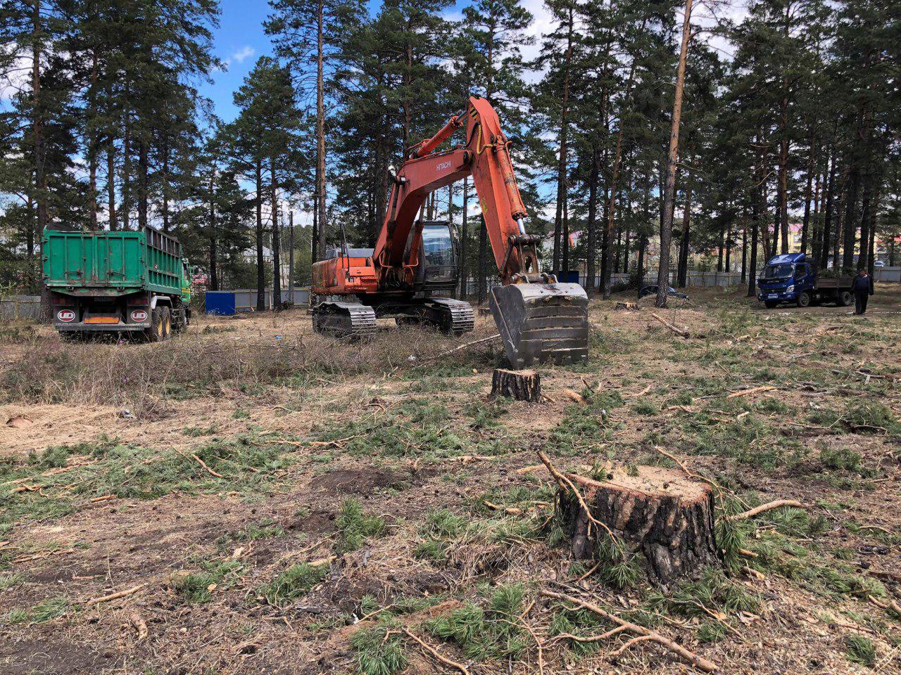Лес спиливают для строительства лаборатории в Чите