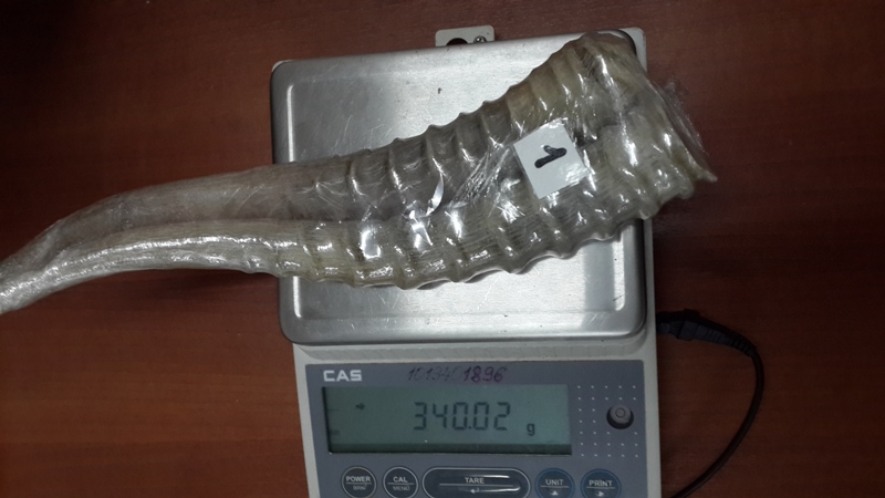 Рога дикой козы пыталась вывезти россиянка через МАПП «Забайкальск»