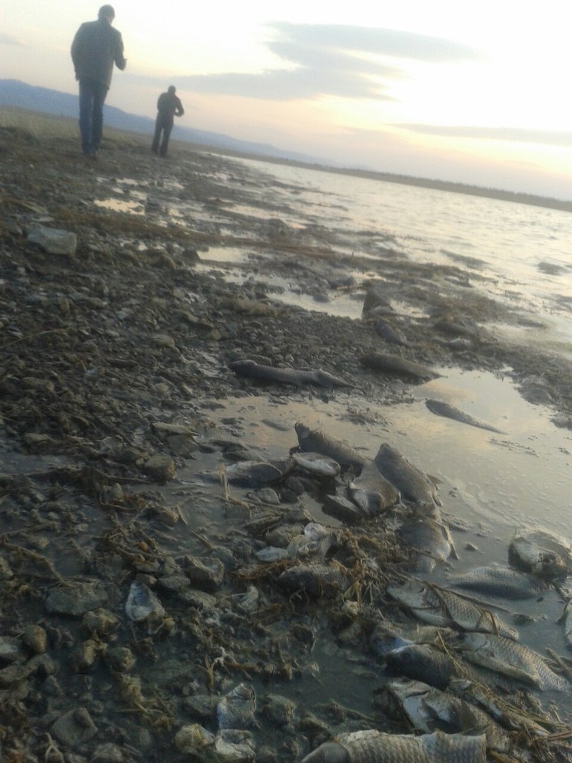 Массовая гибель рыбы происходит на озёрах в Забайкалье