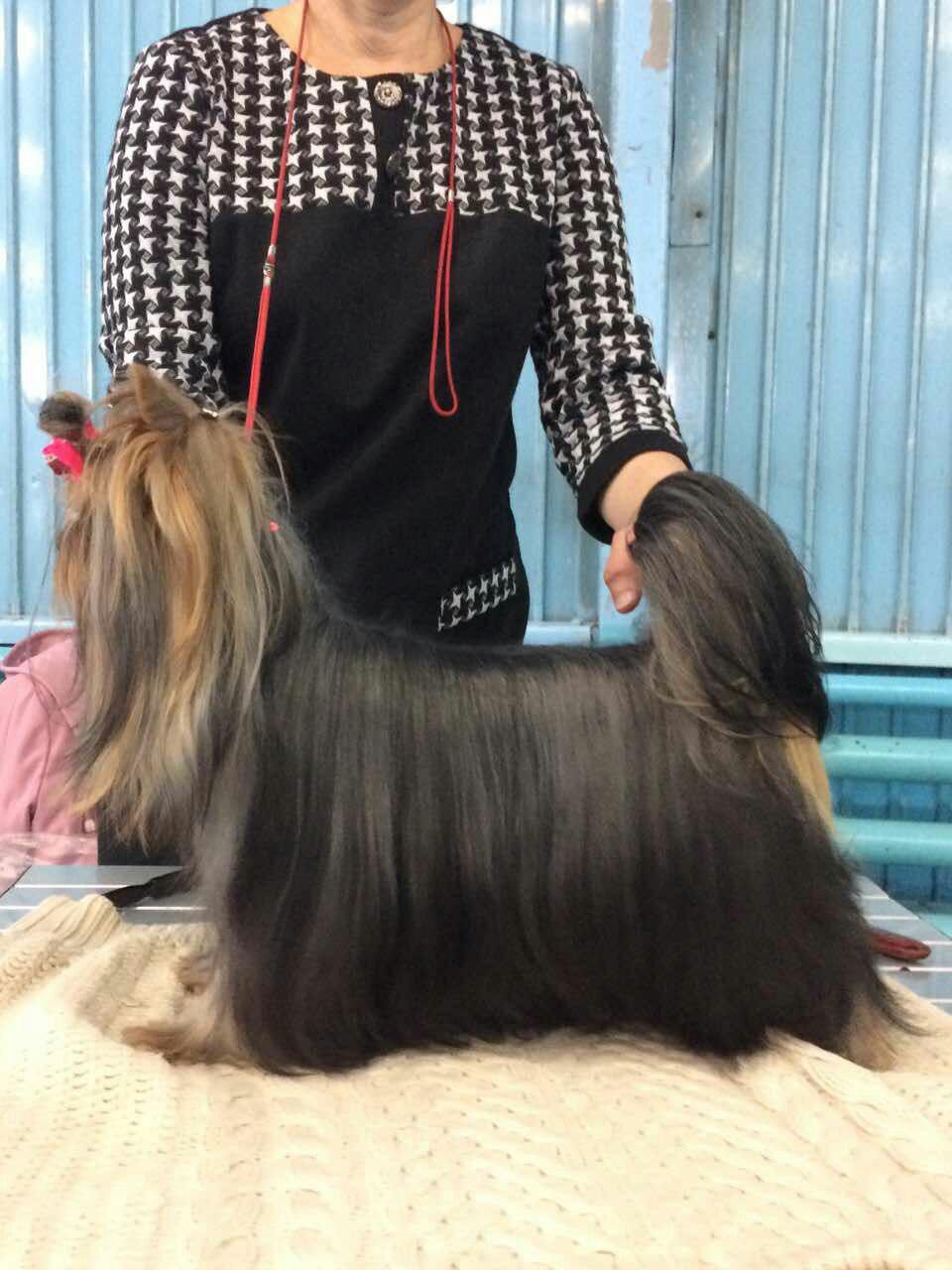 Четвероногая гордость Забайкалья