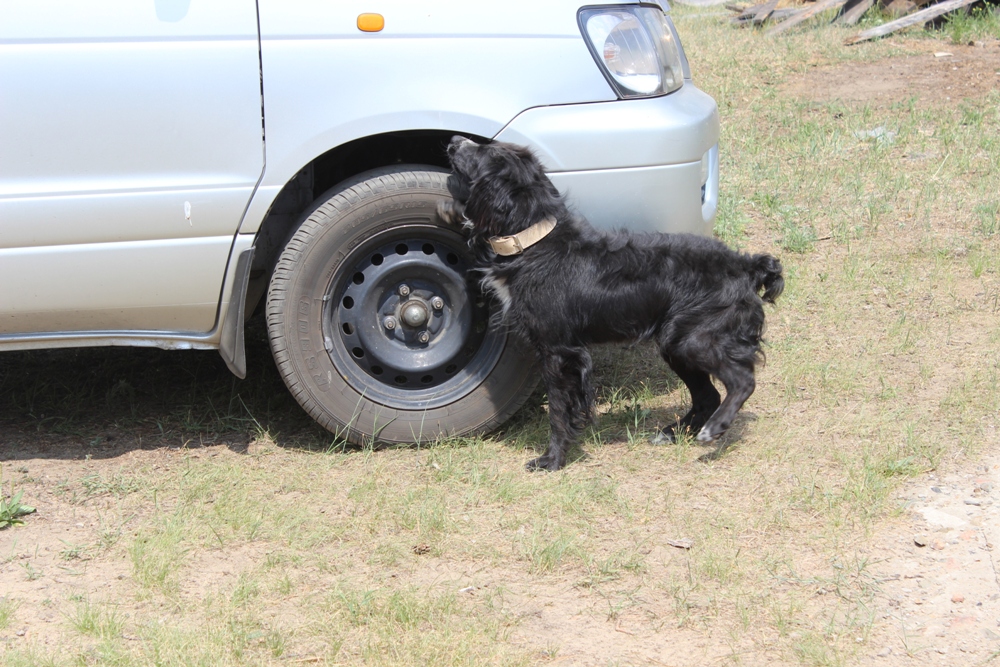Собаки против зэков