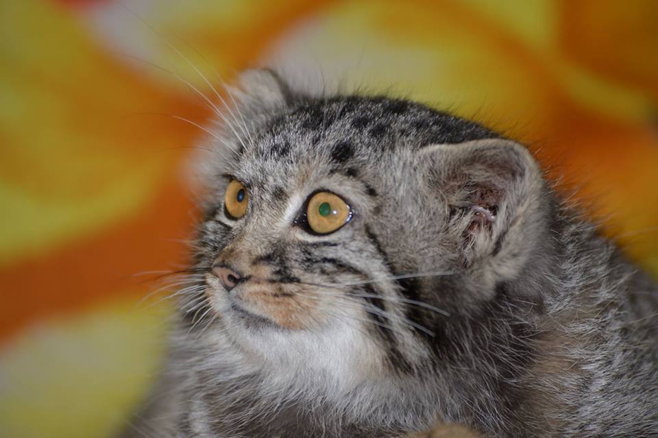 Сотрудники Даурского заповедника спасли котёнка манула в Забайкалье