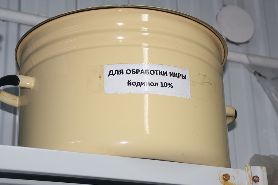 Знакомьтесь: забайкальская форель