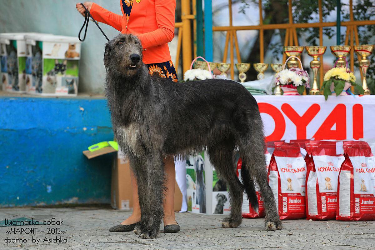 Четвероногая гордость Забайкалья