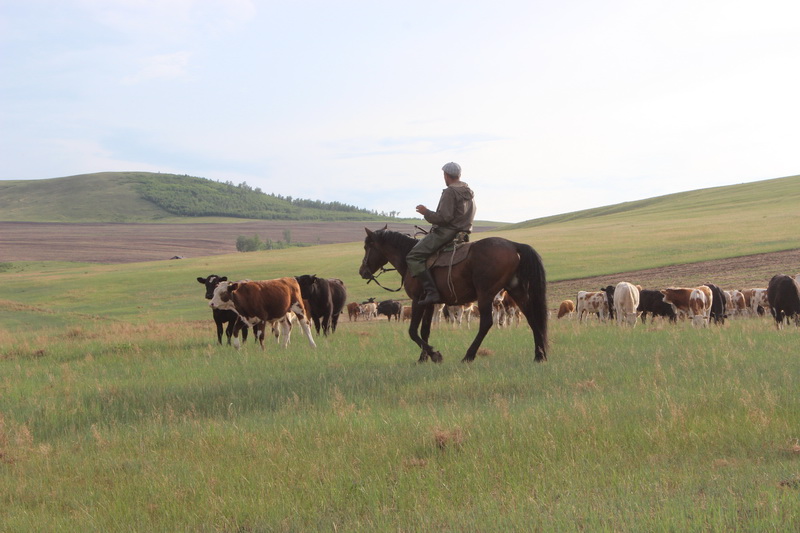 Мраморной говядиной будут кормить осужденных в колониях Забайкалья