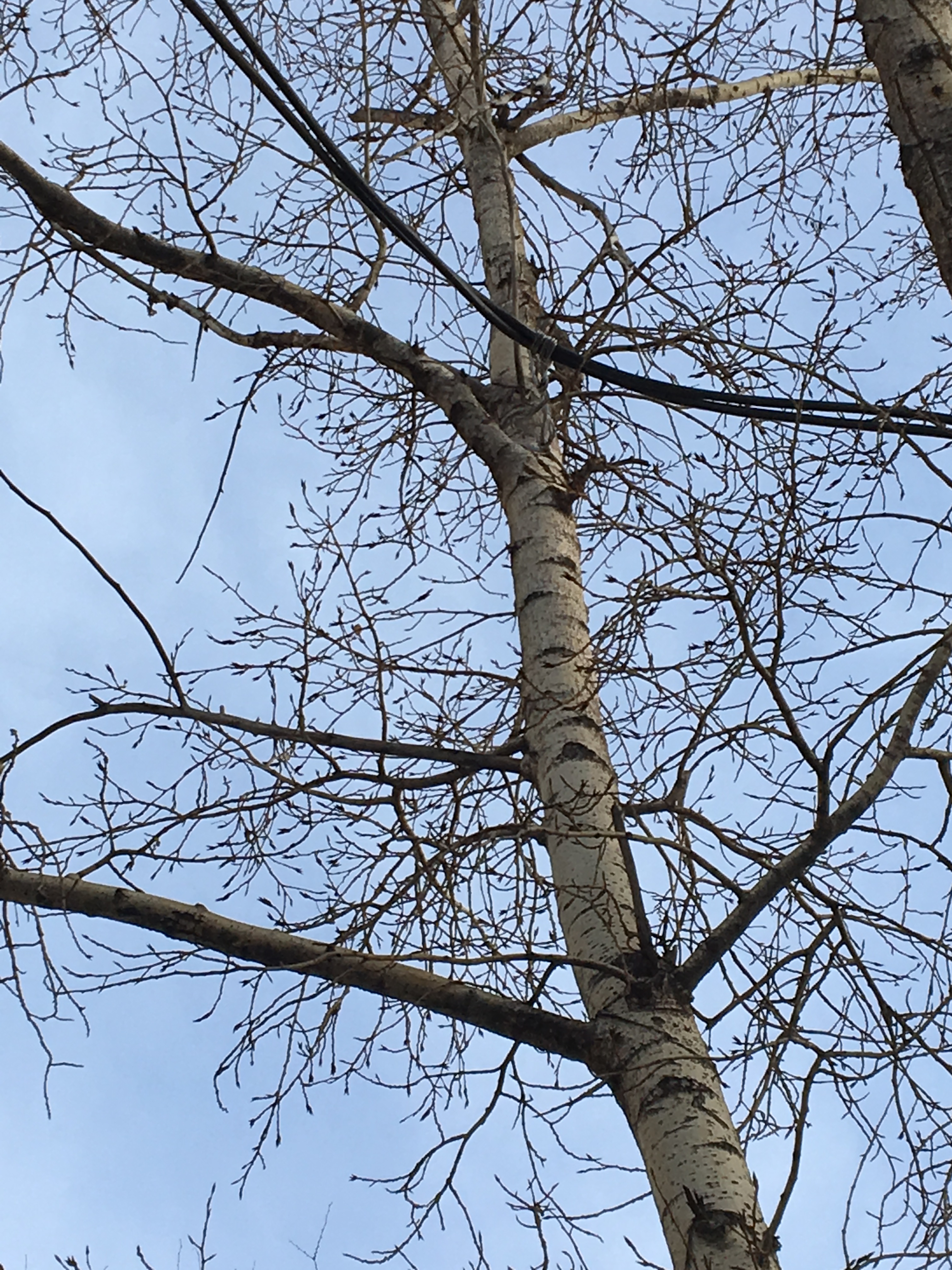 Читинец обнаружил провода на деревьях у комитета ЖКХ