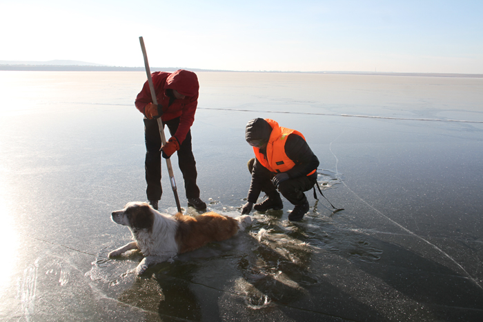 Спасатели освободили вмёрзшую в лед озера Кенон собаку
