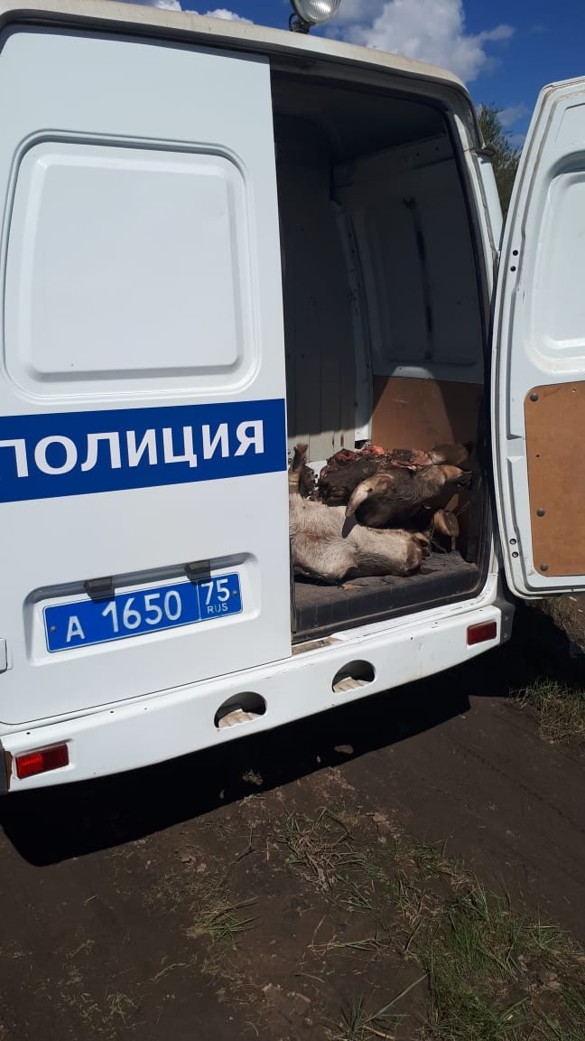 Группу скотокрадов задержала полиция в Агинском