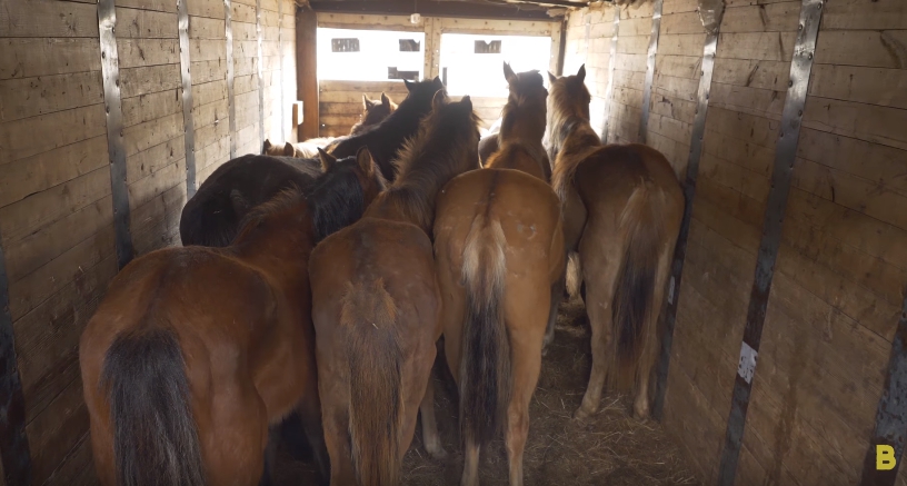 Задержанные фуры с лошадьми отправили на место отгрузки в Могойтуйский район