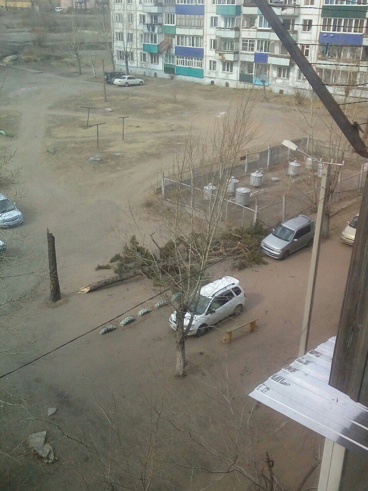 В Антипихе из-за ветра упало дерево - очевидцы