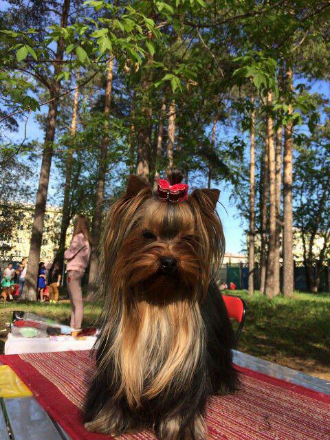 Четвероногая гордость Забайкалья