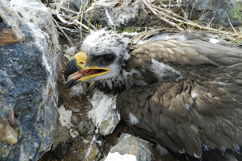 Человек природы. Госинспектор Коротких