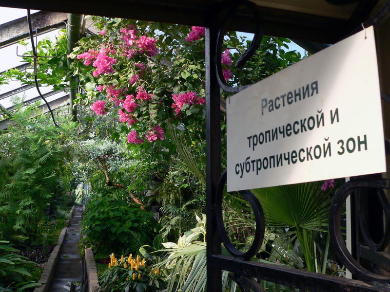 «Я тебе букет принес…»